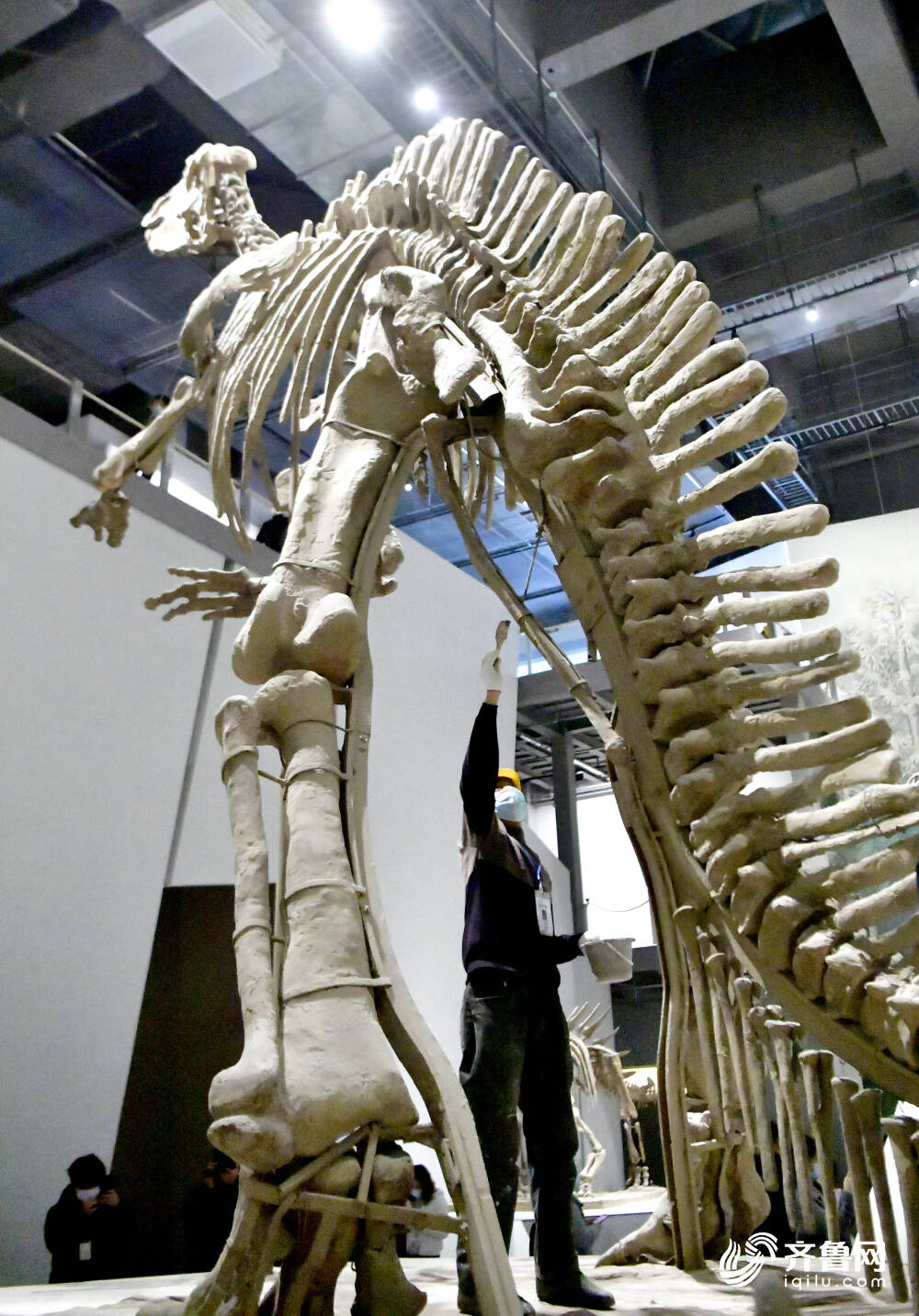 恐龙里的“山东大汉”！巨型山东龙11年后重现省博 山东博物馆两大新展即将上演