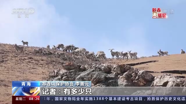 新春走基層丨每天跋山涉水 他們是“天山”的守護人