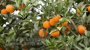 新春走基層丨橘香 橘鄉