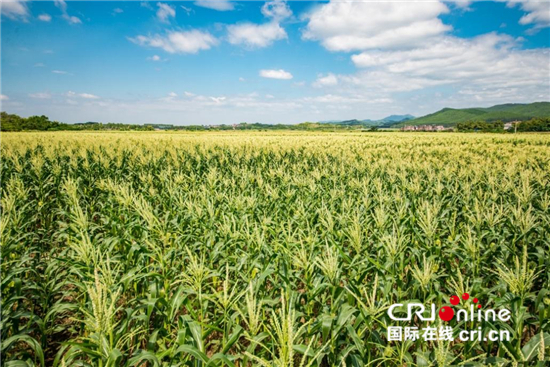 拼多多启动年货节：携手上千农副产品品牌，百亿补贴助推城乡“年货共享”_fororder_image011