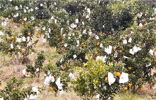 （转载）省人大代表李劲松：让果树变成“摇钱树” 平昌插旗山村促进产业融合发展