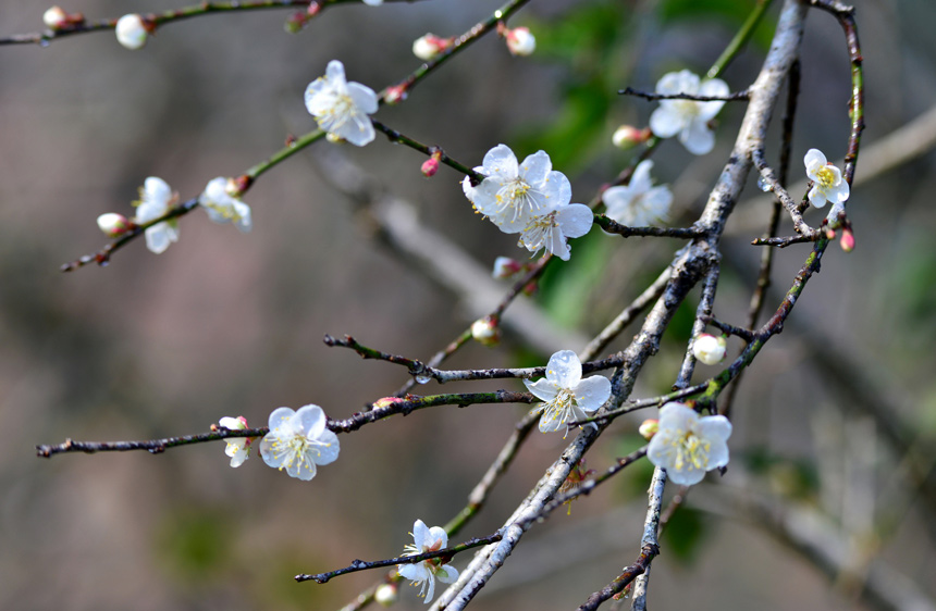 广西：春花绽放孕生机