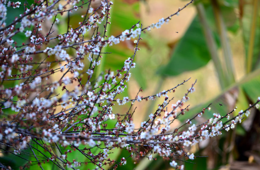 广西：春花绽放孕生机