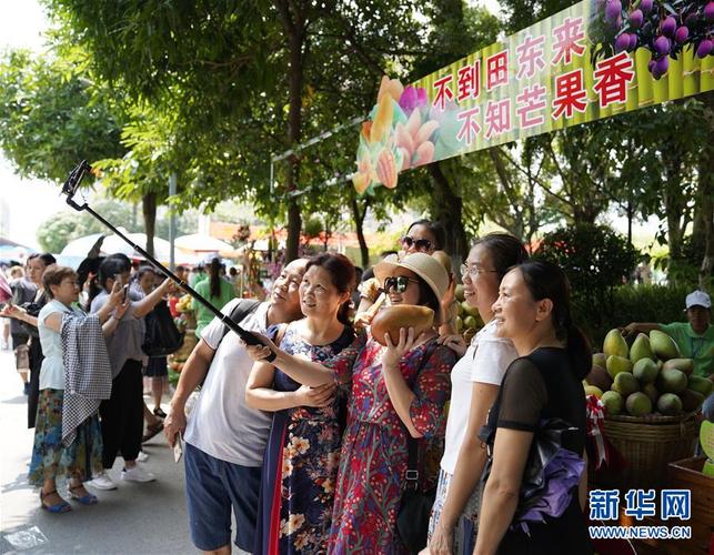 广西田东：芒果丰收引客来