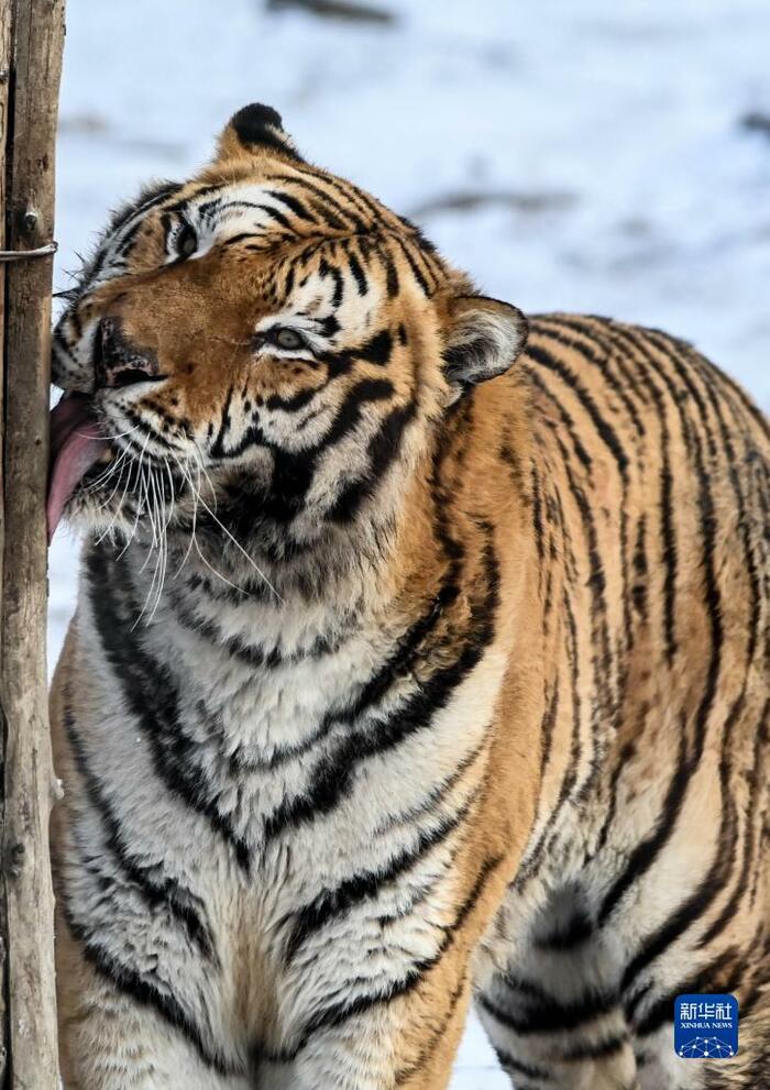 동북호랑이의 겨울나기_fororder_7