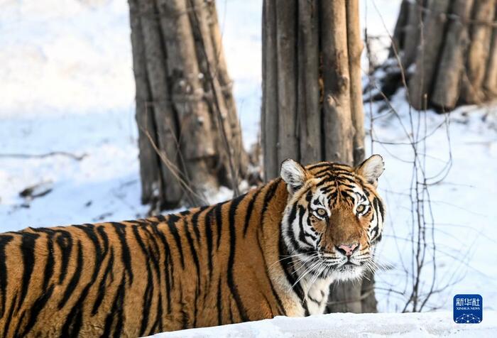 동북호랑이의 겨울나기_fororder_10