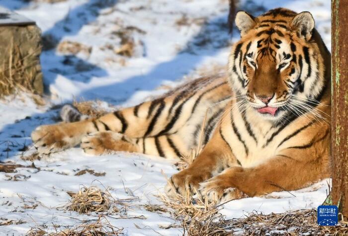 동북호랑이의 겨울나기_fororder_8