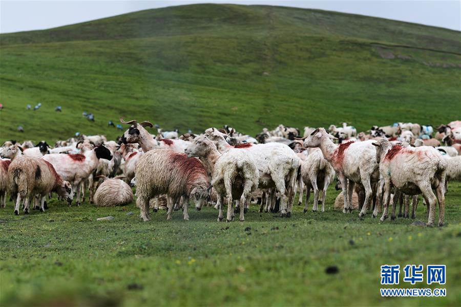 青海海北：祁连牧场美如画