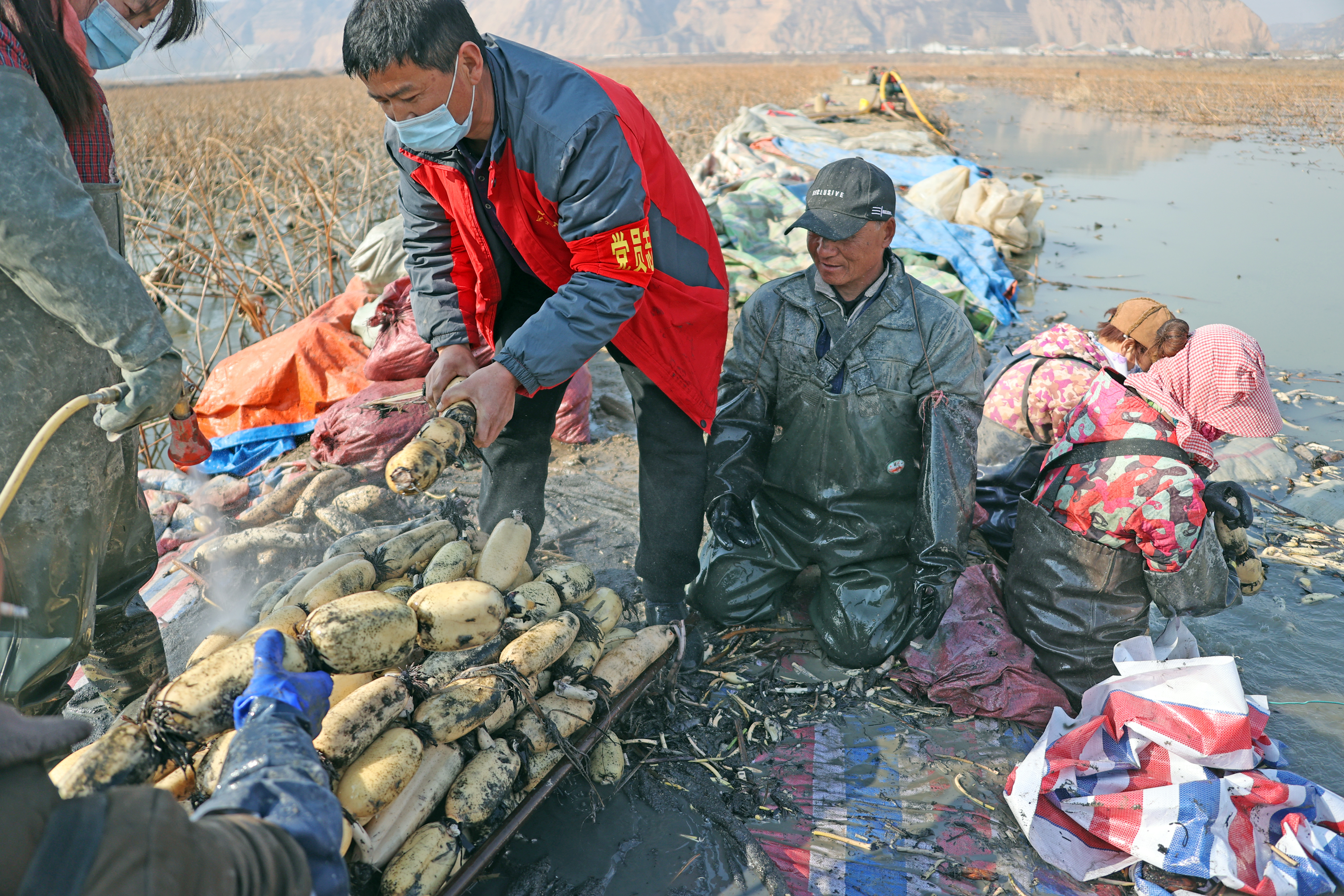 （等图）新春走基层｜陕西大荔：“黄河九孔莲”春节走俏全国各地_fororder_2