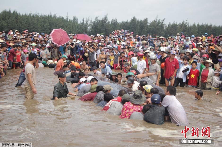 越南15米长鲸鱼搁浅 数百民众将其送回大海
