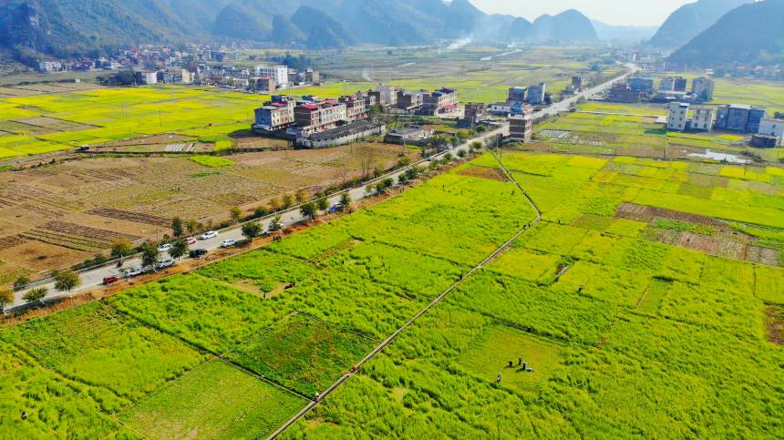 广西来宾市忻城县：南国春来早 花海引客来