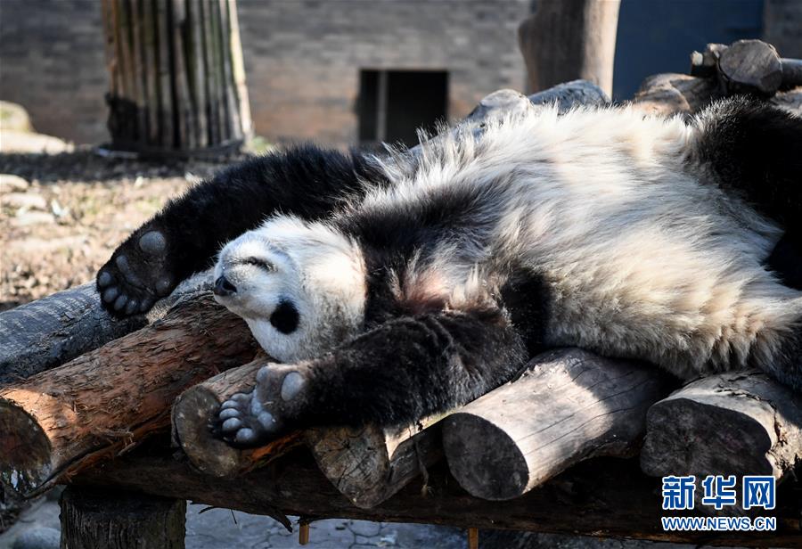 大熊貓盡享冬日暖陽