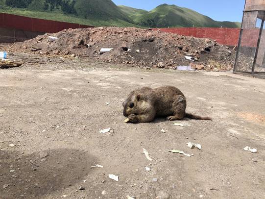 高原温泉极致体验，若尔盖“河它·花湖温泉谷”盛大开业