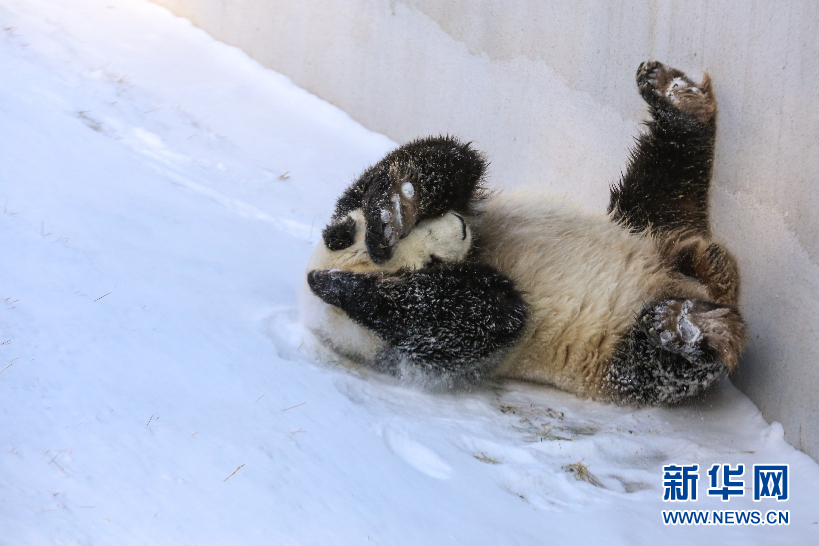 定居东北的大熊猫最爱吃啥？你可能想不到！