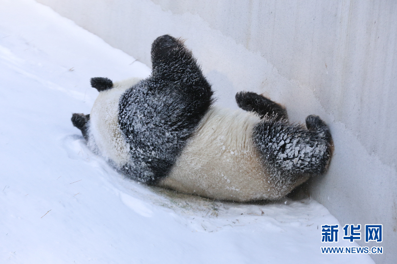 定居东北的大熊猫最爱吃啥？你可能想不到！