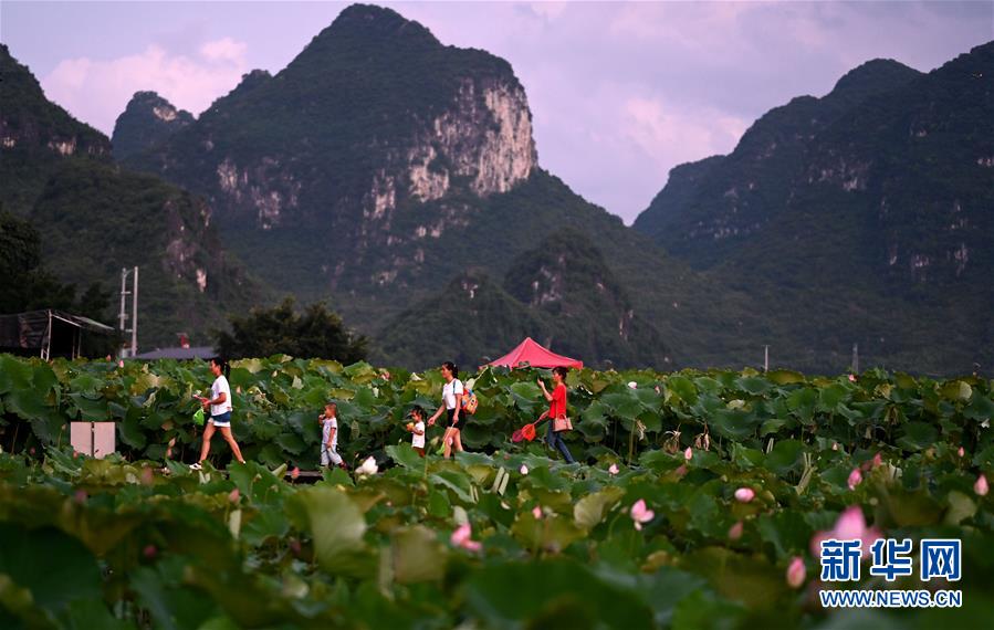 廣西柳州：萬畝荷塘迎客來