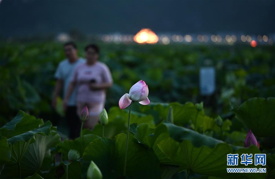 廣西柳州：萬畝荷塘迎客來