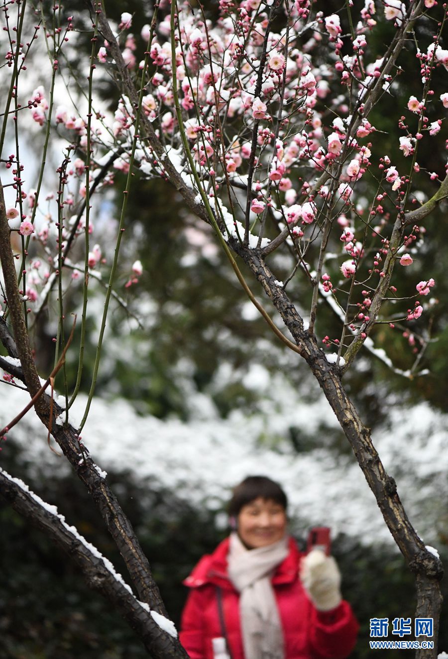 湖北保康：雪後梅花美如畫