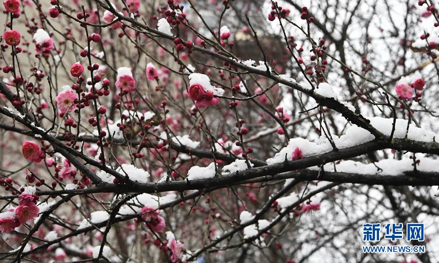 湖北保康：雪後梅花美如畫