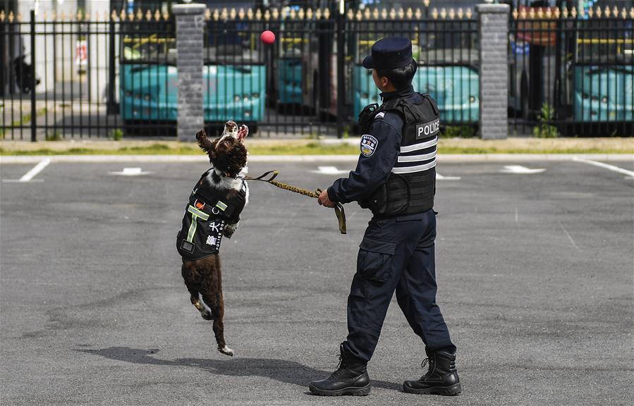 吉林：邊境線上的“萌犬奇兵”