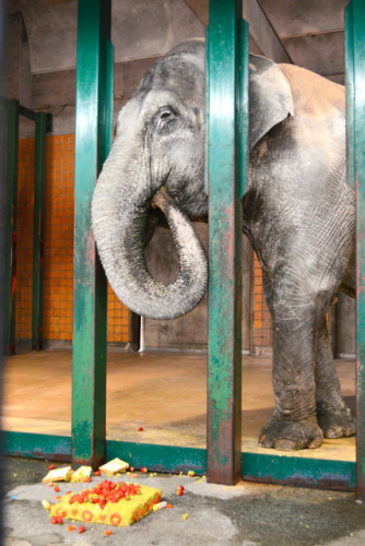 日本國內最高齡大象“花子”死亡 安詳離世(圖)