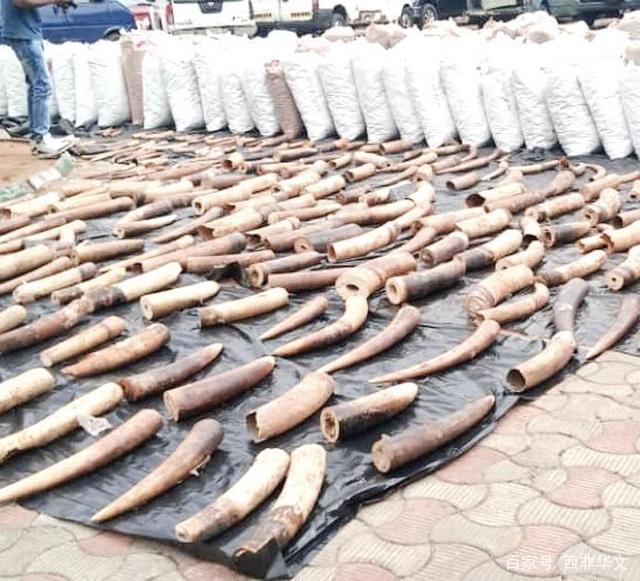Dakarun Najeriya sun dakile fasa-kwaurin hauren giwa da dabbar pangolin_fororder_220211-nigeria ivory smuggle-Ahmad5