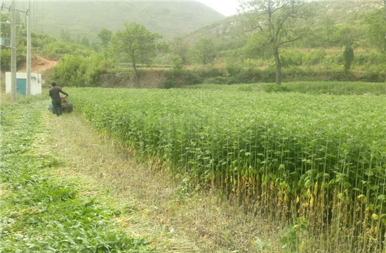 （有修改）【B】河南省汝州市：艾草种植助力村民走上致富路