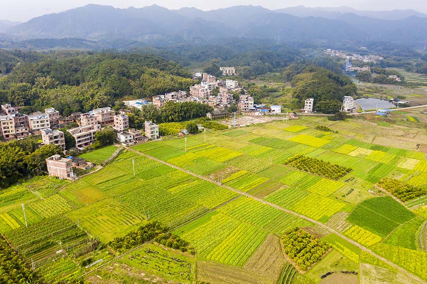 广西梧州：绿色田园乡村如画