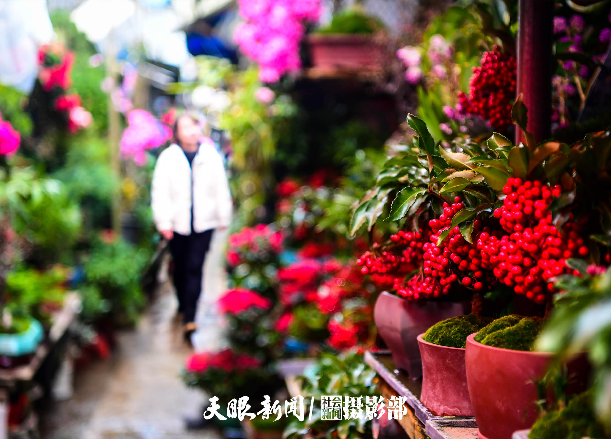 （中首）貴陽：花卉市場春意鬧 姹紫嫣紅迎新年