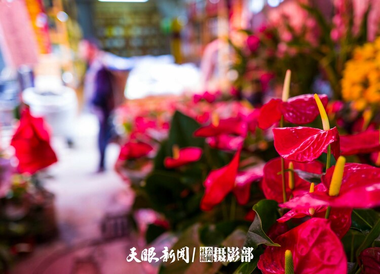 （中首）贵阳：花卉市场春意闹 姹紫嫣红迎新年