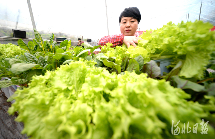 河北博野：助力鄉村振興