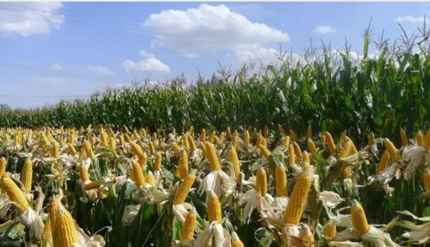 杨凌：农科新城里的农业大智慧