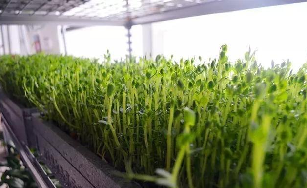 杨凌：农科新城里的农业大智慧