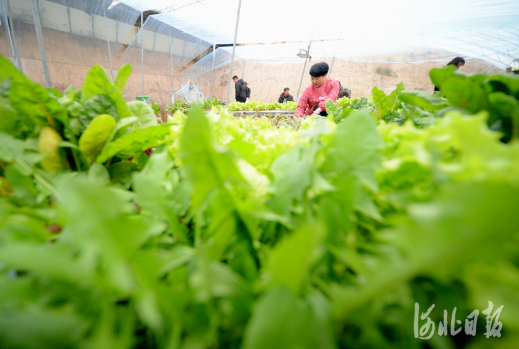 河北博野：助力鄉村振興
