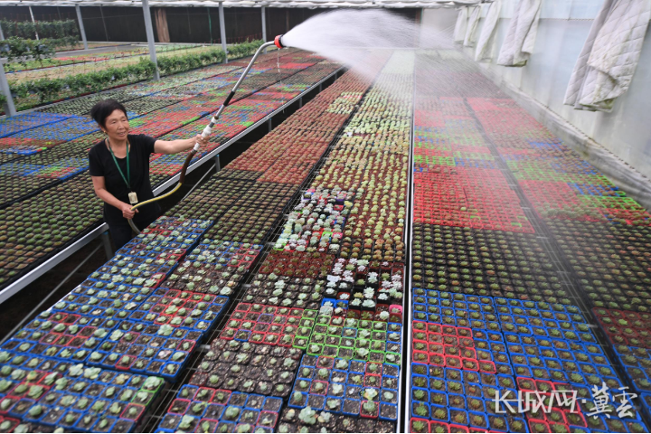 河北安平：“三着力”绘就乡村振兴美丽画卷