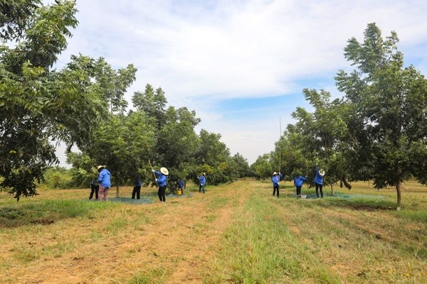 官方荣誉再+1 洽洽食品荣获国家工信部颁发“绿色工厂”称号