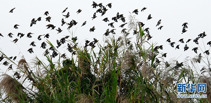 雲南彌勒：生態美 鳥翩躚_fororder_66·