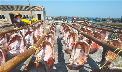 【评论图文列表】【即时快讯】儋州红鱼，让渔民致富梦成真