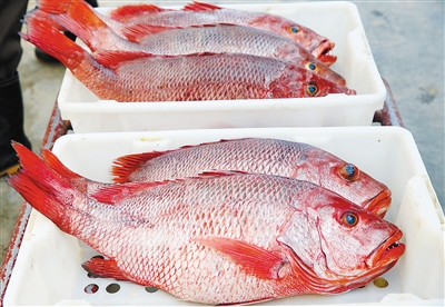 【评论图文列表】【即时快讯】儋州红鱼，让渔民致富梦成真