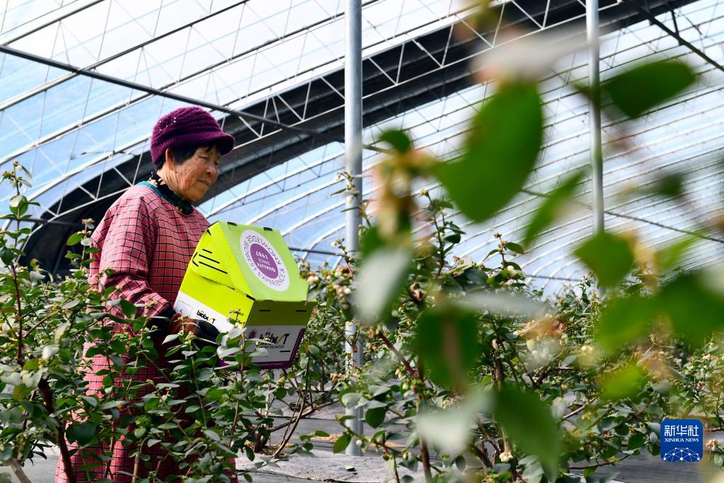 山东东港：蓝莓花开致富果