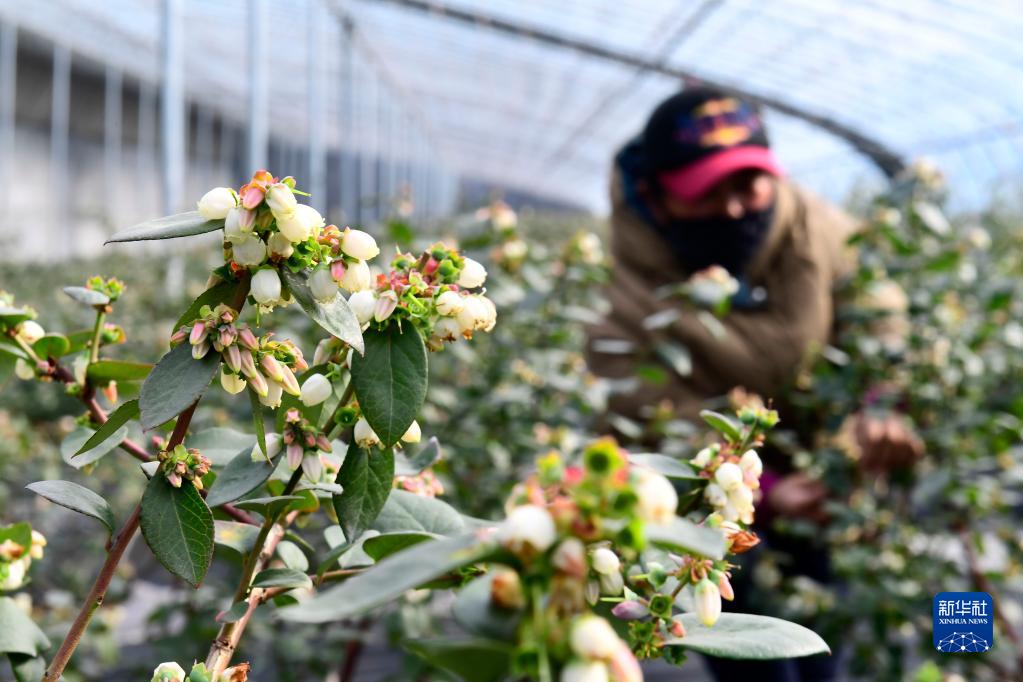 山东东港：蓝莓花开致富果