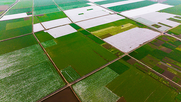 新春走基层|孝行天下德润龙泉 蔬菜产业带动乡村振兴发展_fororder_5沱牌镇龙泉村风景如画（摄影-廖志全）