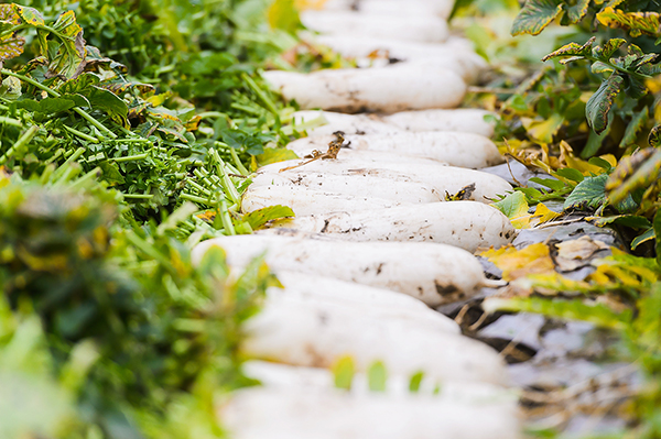 新春走基层|孝行天下德润龙泉 蔬菜产业带动乡村振兴发展_fororder_10丰收的萝卜（摄影-廖志全）