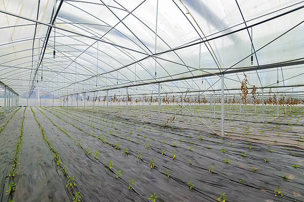 新春走基层|孝行天下德润龙泉 蔬菜产业带动乡村振兴发展_fororder_9大棚里种植的青椒已长嫩芽（摄影-廖志全）