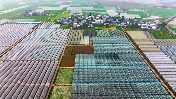 新春走基层|孝行天下德润龙泉 蔬菜产业带动乡村振兴发展_fororder_2沱牌镇龙泉村（摄影-廖志全）