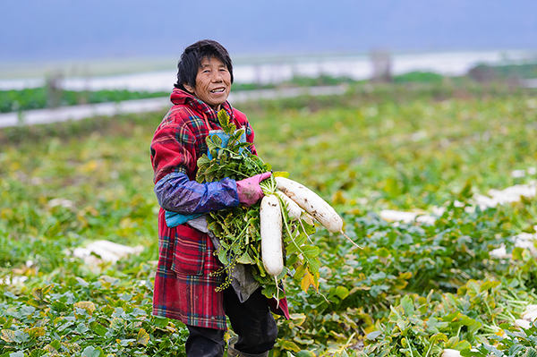 新春走基层|孝行天下德润龙泉 蔬菜产业带动乡村振兴发展_fororder_3村民脸上洋溢着收获的喜悦（摄影-廖志全）
