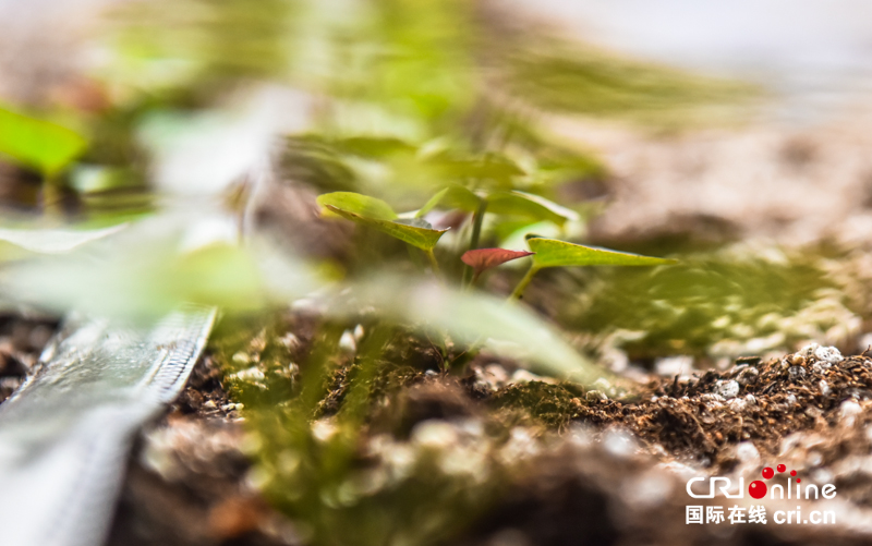 （原创）“走乡村 话振兴”系列报道③ | “红薯大王”贾拴成：让更多农户种上优质薯苗_fororder_微信图片_20220129165736
