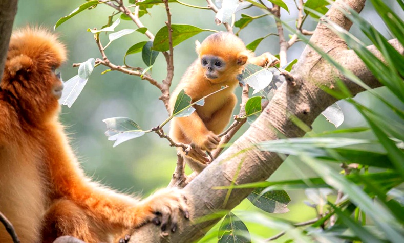 本土濒危物种川金丝猴在广州再迎新成员