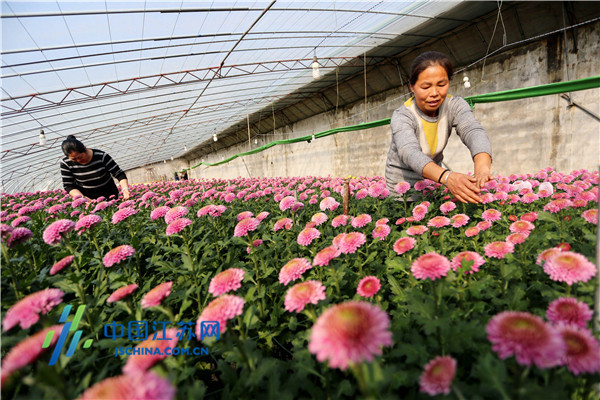 东海：“美丽产业”振乡村