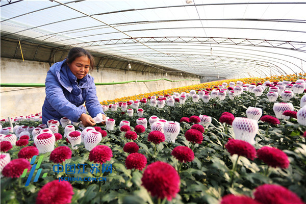 东海：“美丽产业”振乡村